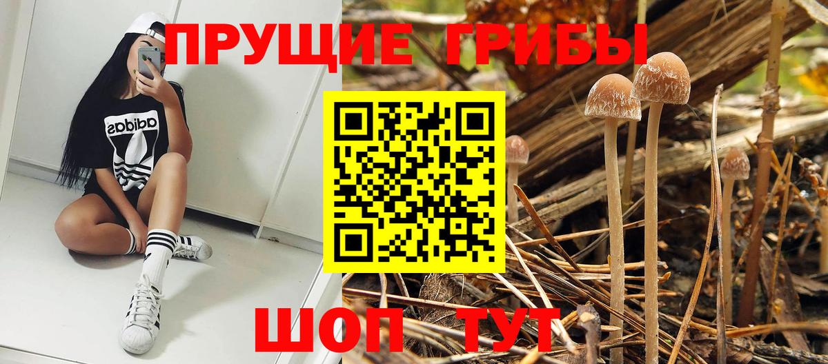 купить закладку  Бийск  Псилоцибиновые грибы Psilocybine cubensis 